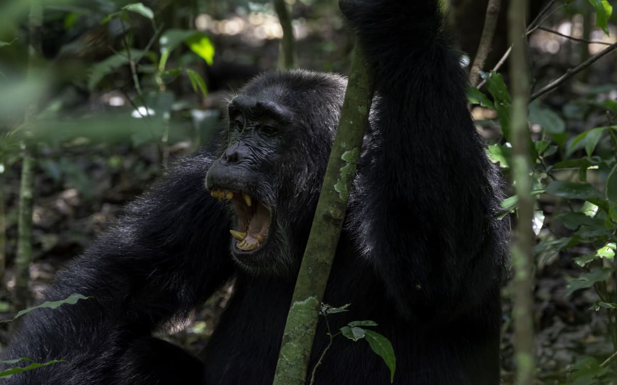 6-Day Gorilla, Chimpanzee & Queen Elizabeth Wildlife Safari