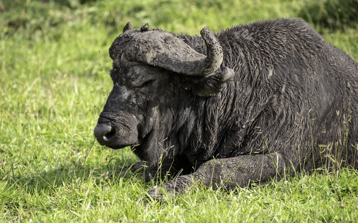 2-Day Lake Mburo National Park Wildlife Safari