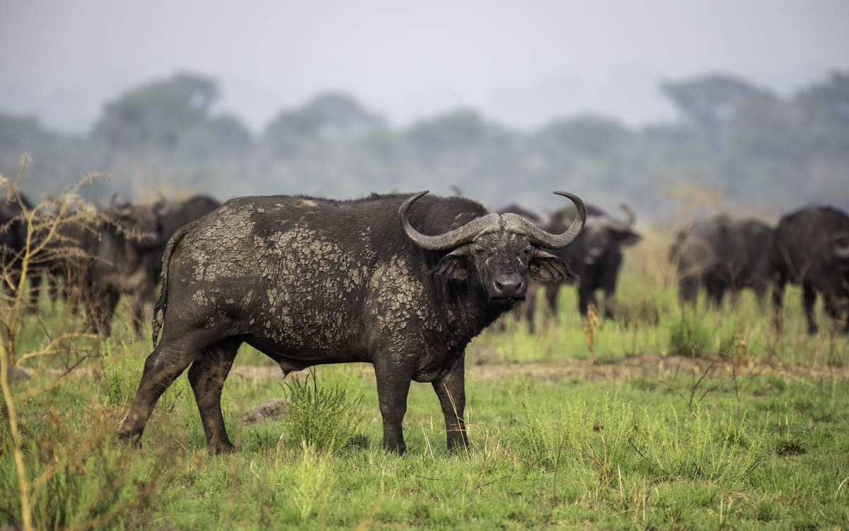 6-Day Gorilla Habituation & Batwa Heritage Immersion