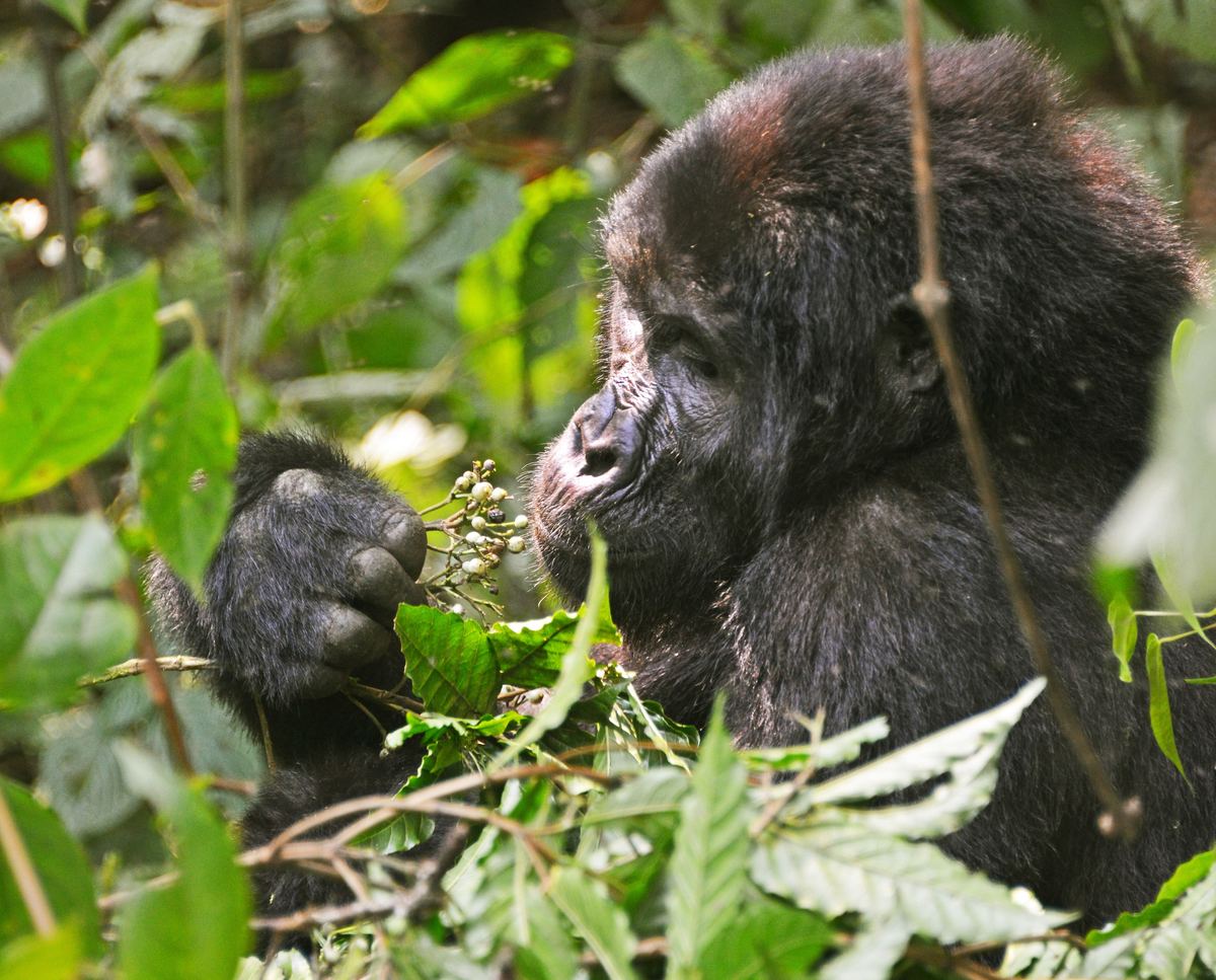Bwindi Gorilla Trek & Forest Experience