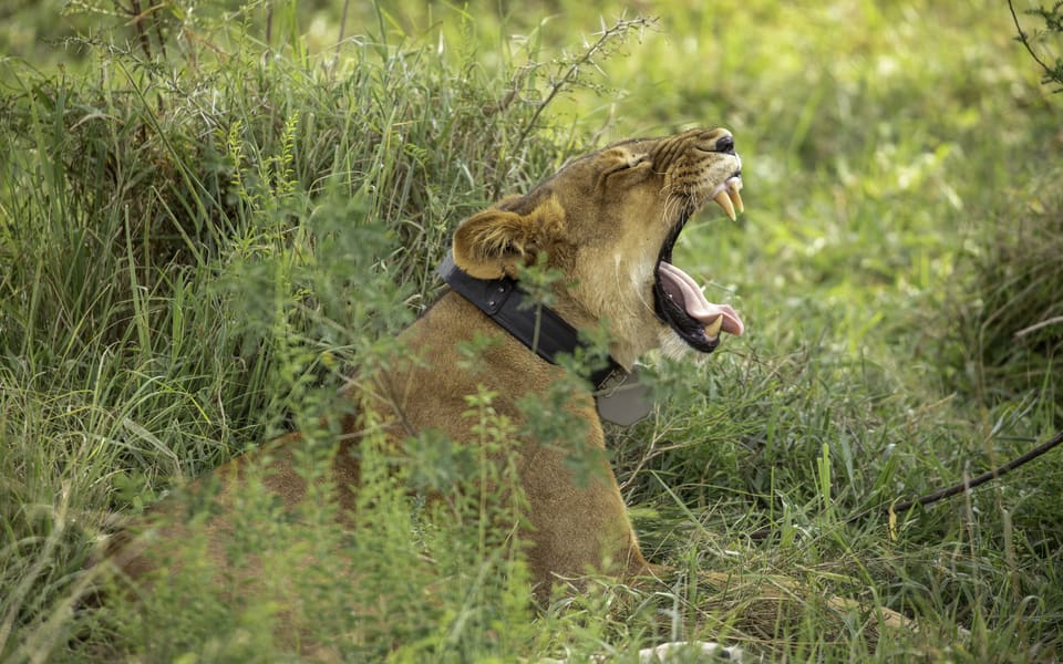Lion tracking
