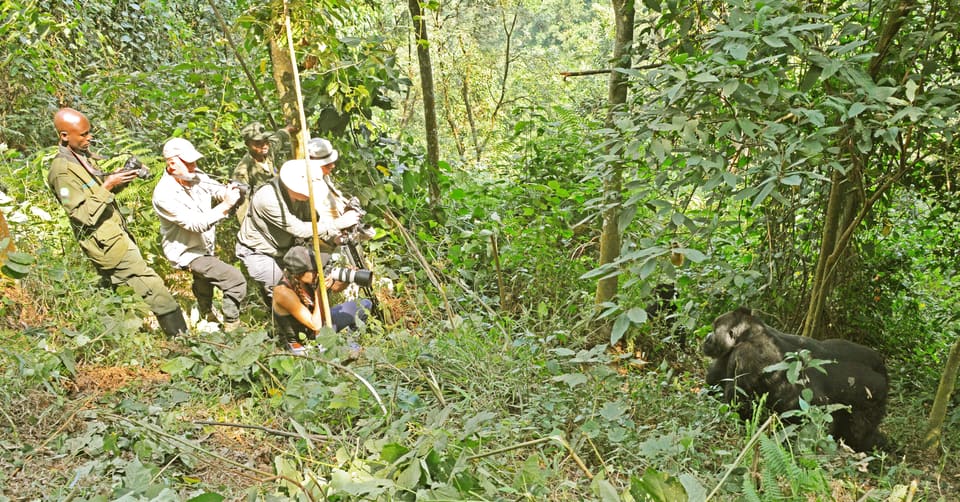 Gorilla Tracking