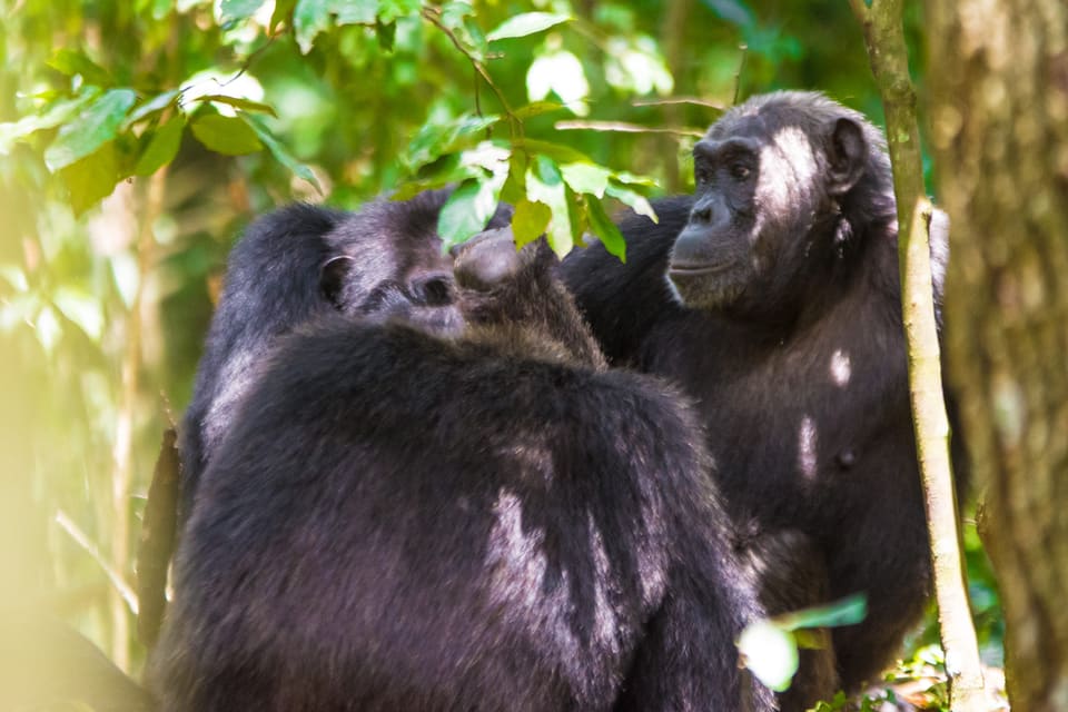 Chimpanzee Tracking