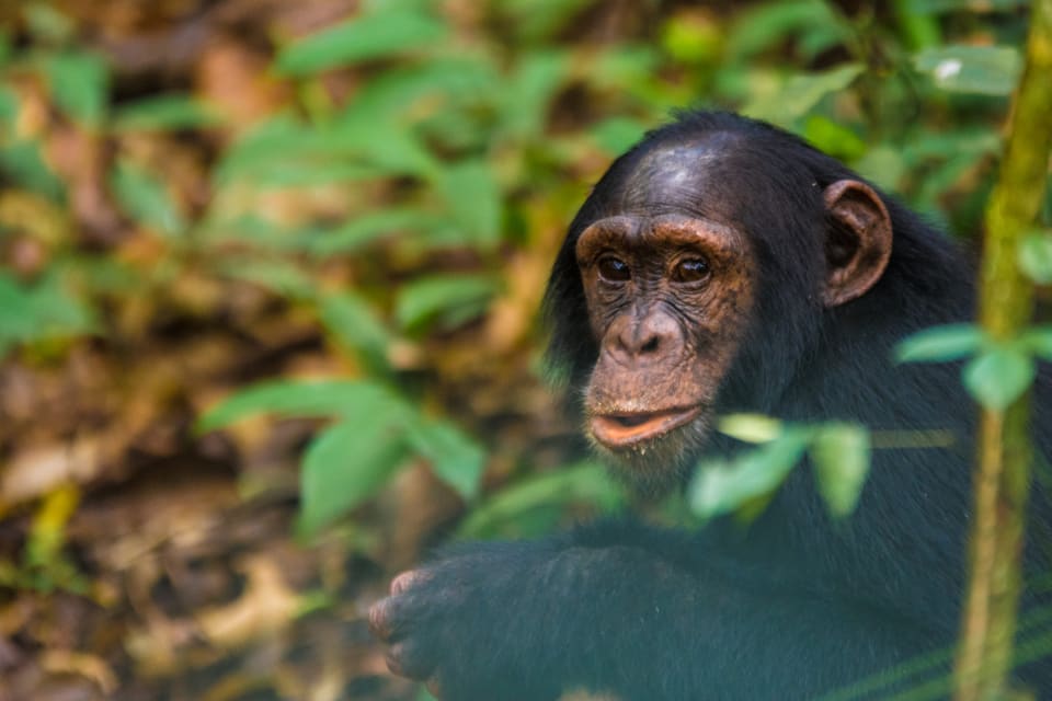 Kibale National Park