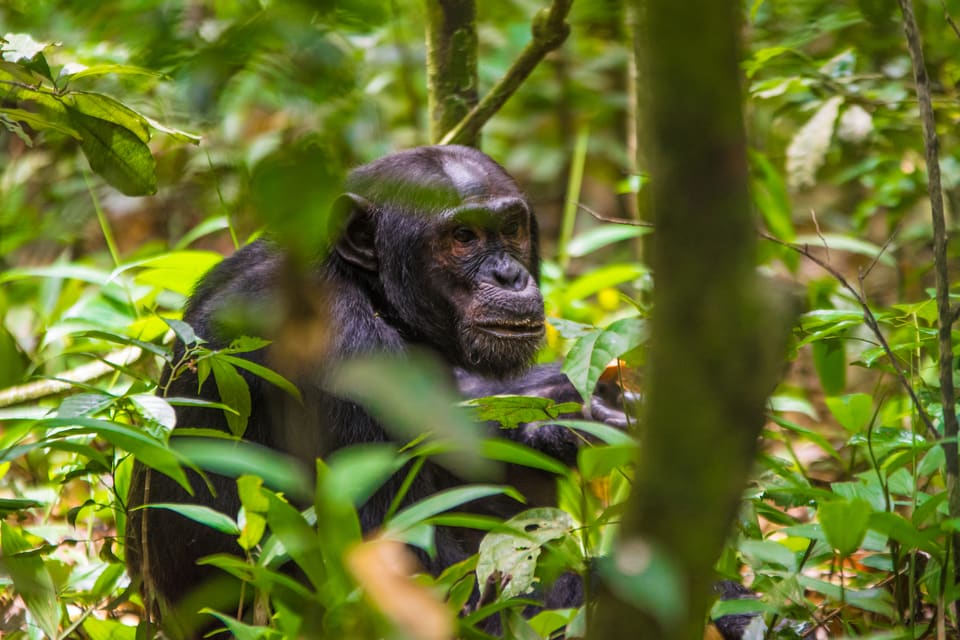 Kibale National Park
