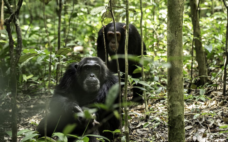 Kibale National Park