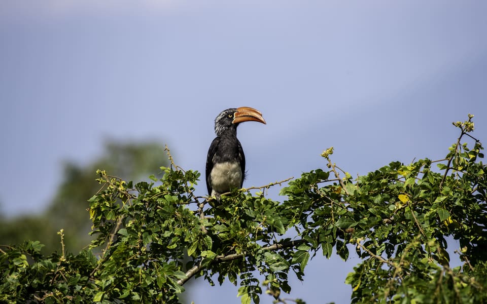 Kibale National Park