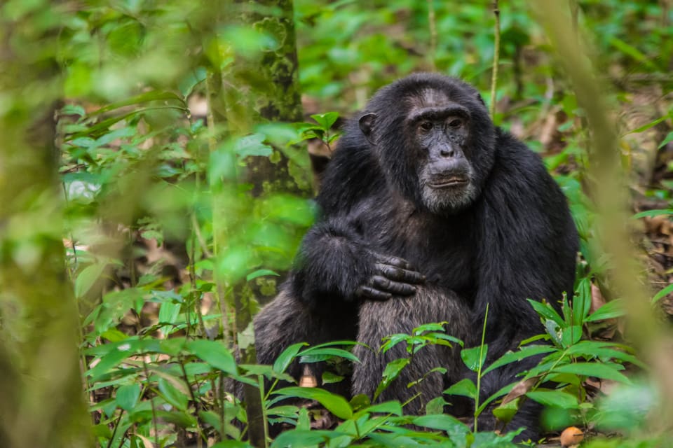 Kibale National Park