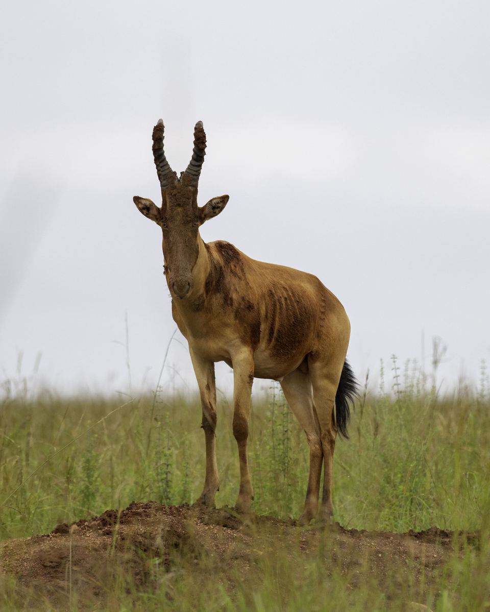 Kidepo Valley National Park