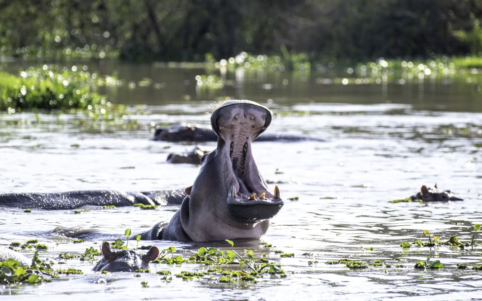 Murchison Falls National Park