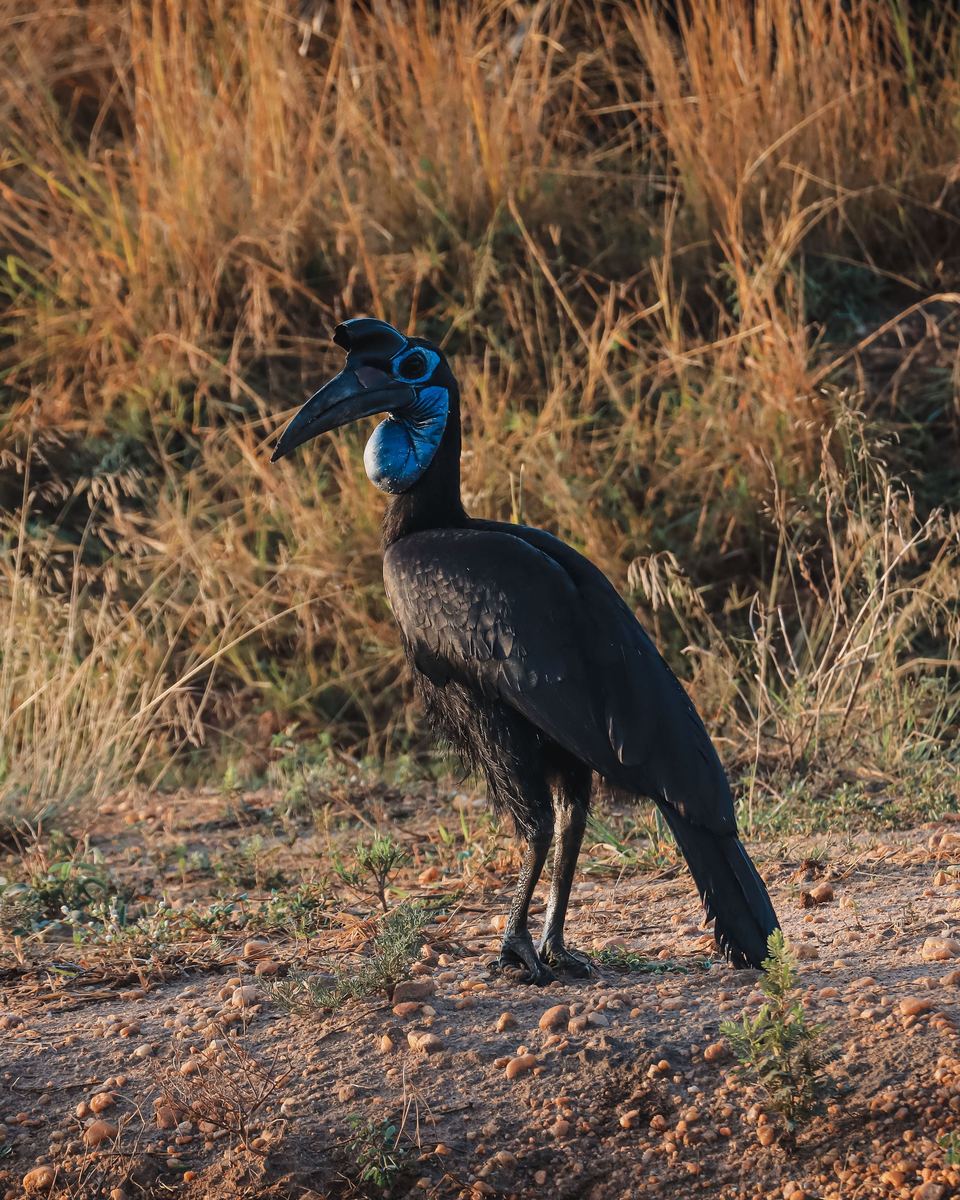 Murchison Falls National Park