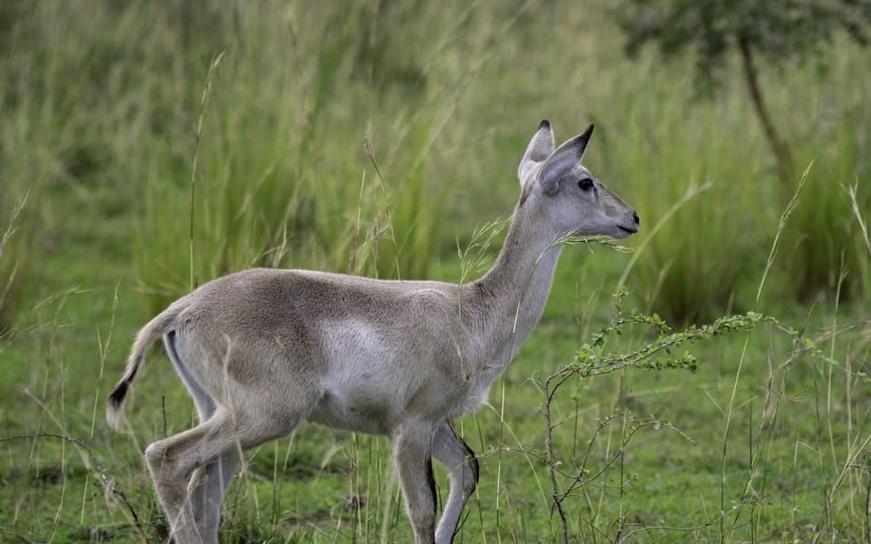 Murchison Falls National Park