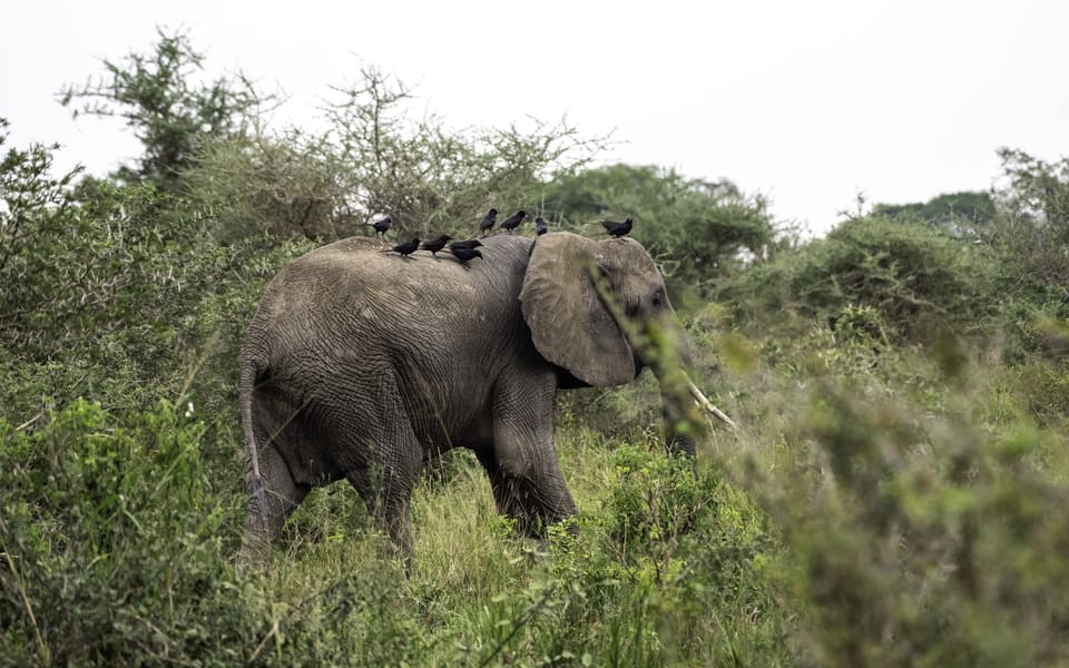 Murchison Falls National Park