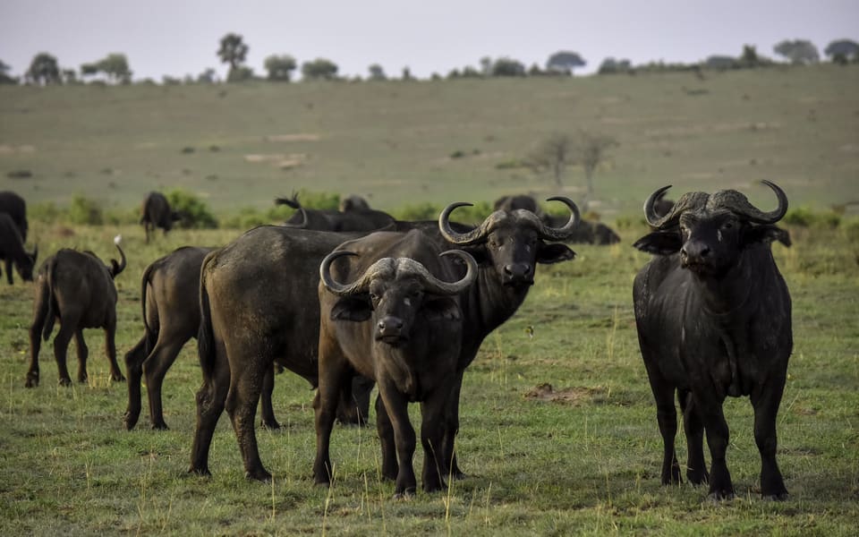 Murchison Falls National Park