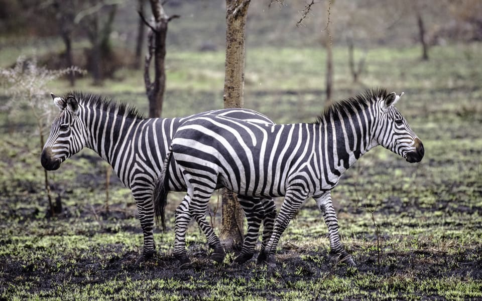 Lake Mburo National Park