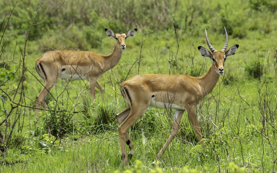 Lake Mburo National Park