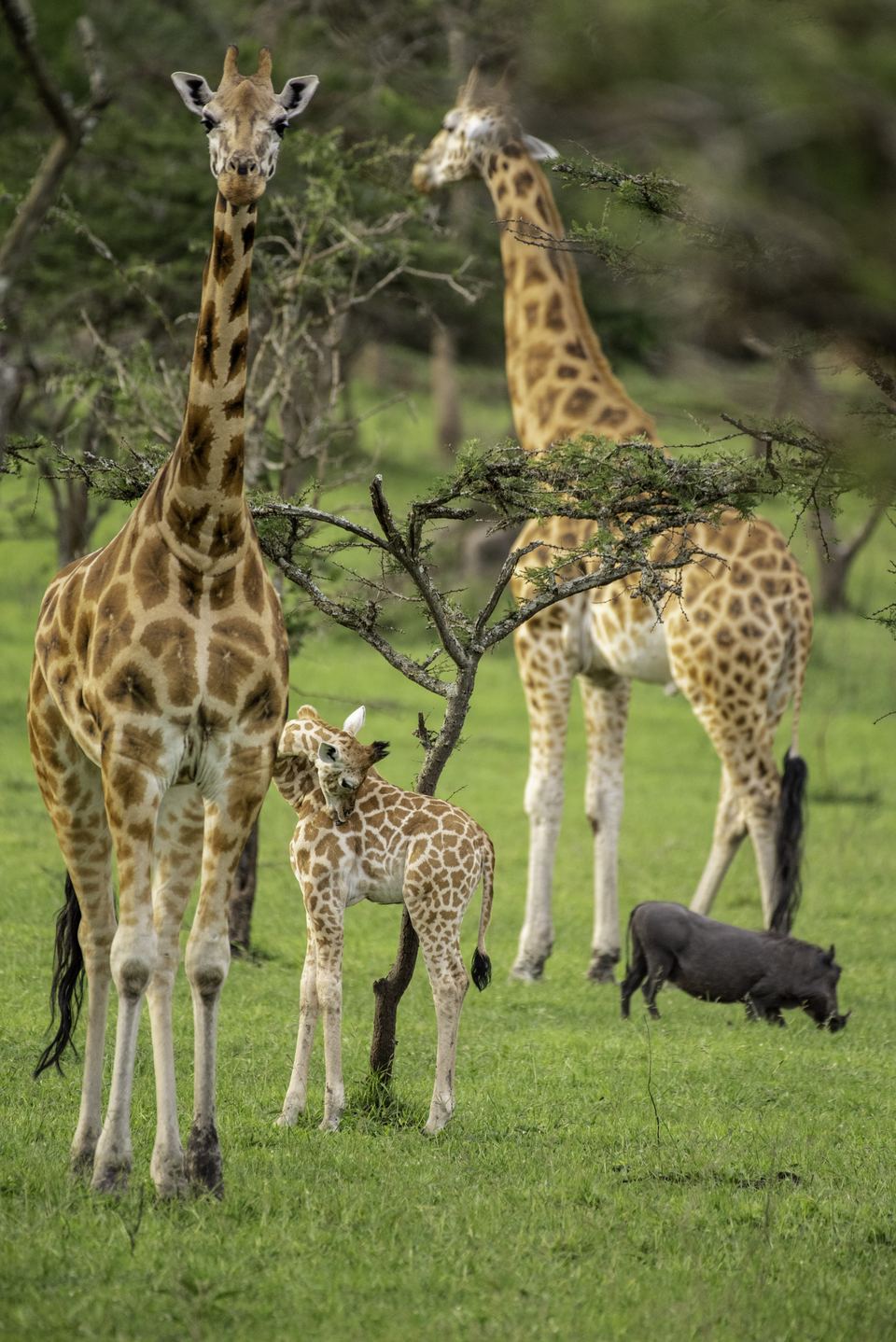 Lake Mburo National Park