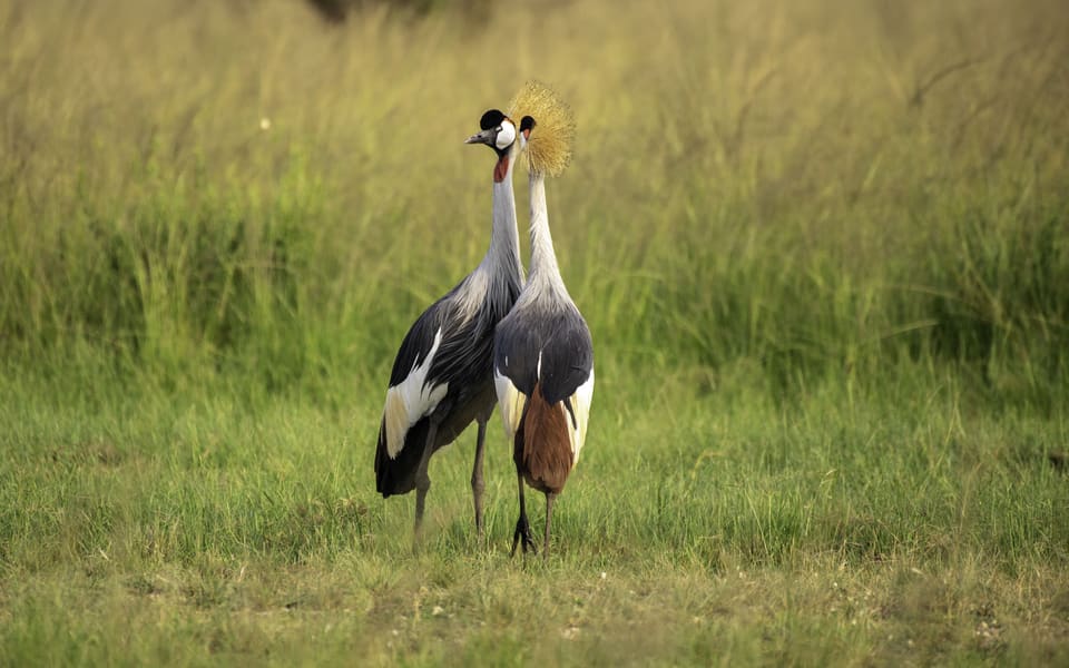 Queen Elizabeth National Park