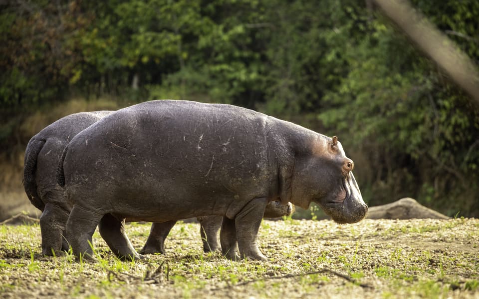 Queen Elizabeth National Park