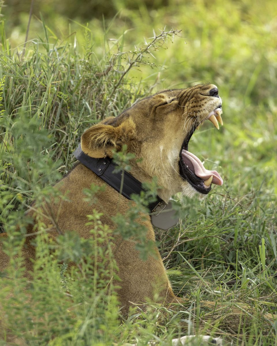 Queen Elizabeth National Park