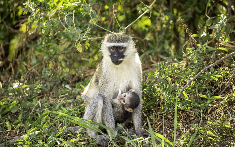 Queen Elizabeth National Park