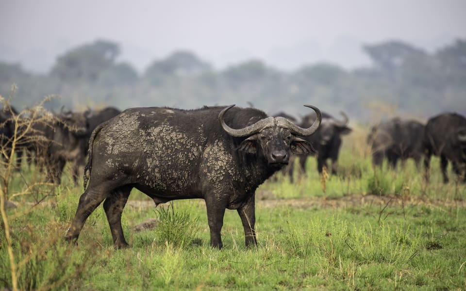 Queen Elizabeth National Park