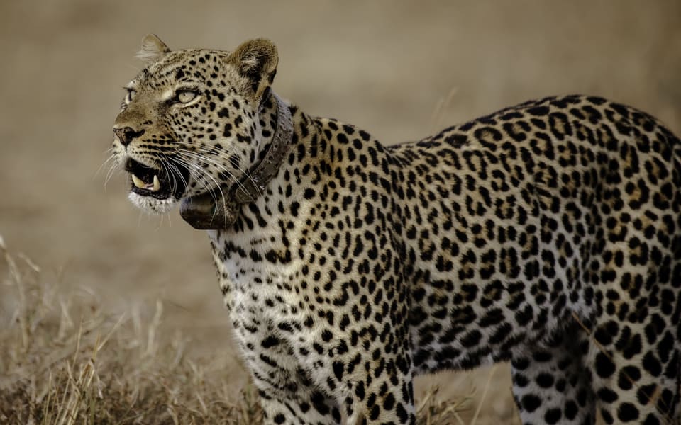 Queen Elizabeth National Park
