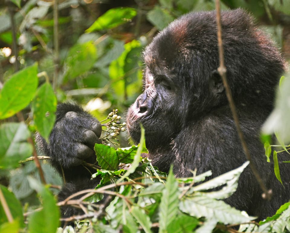 Bwindi Impenetrable National Park