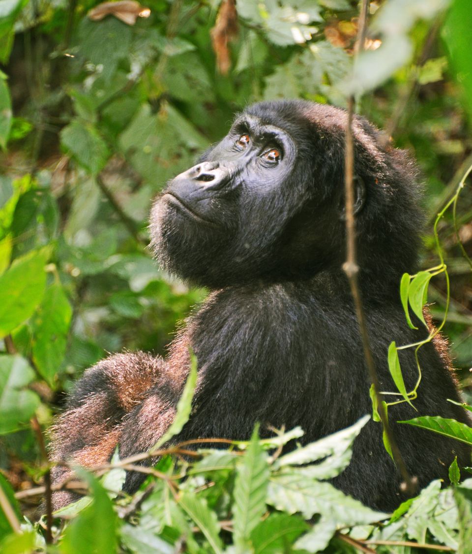 Bwindi Impenetrable National Park