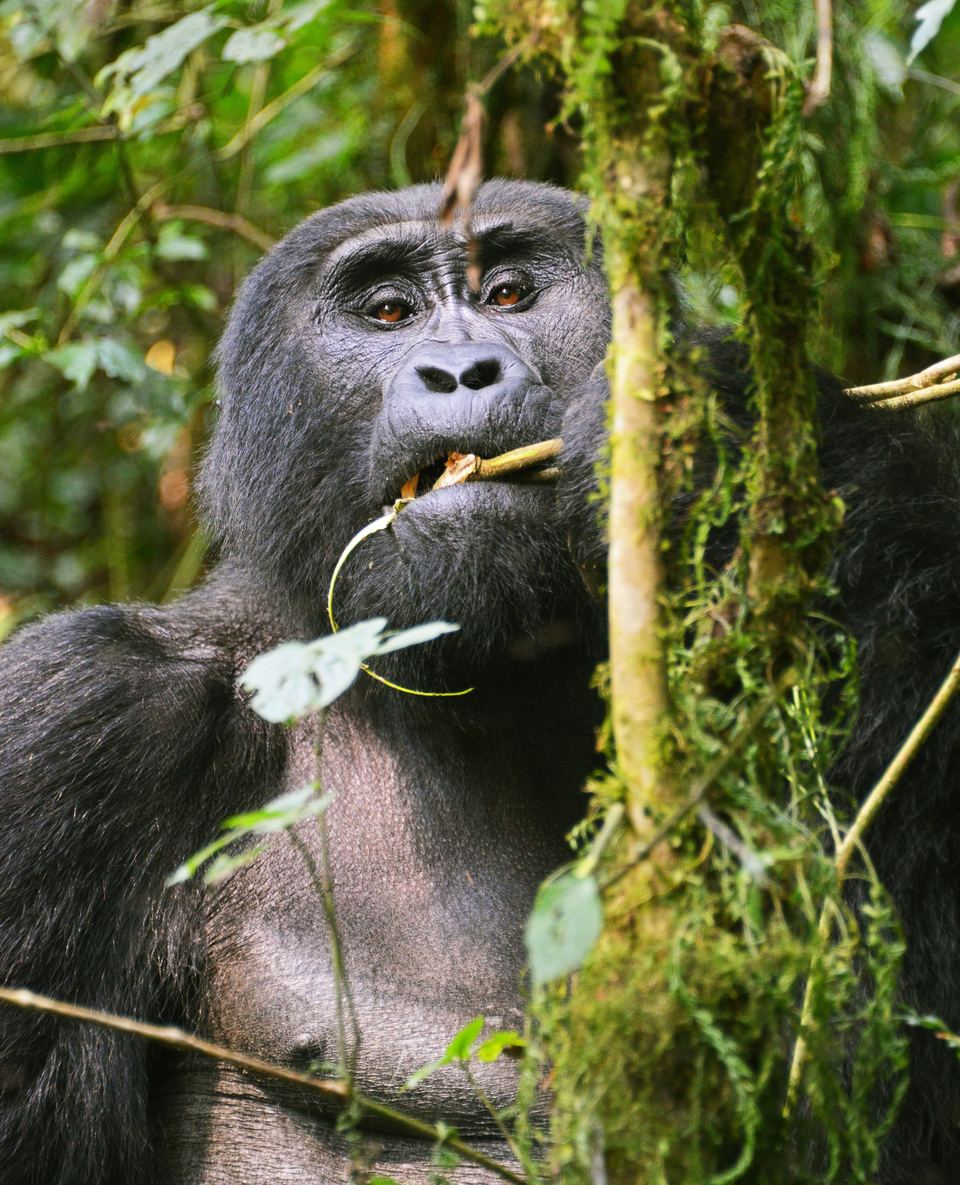 Bwindi Impenetrable National Park