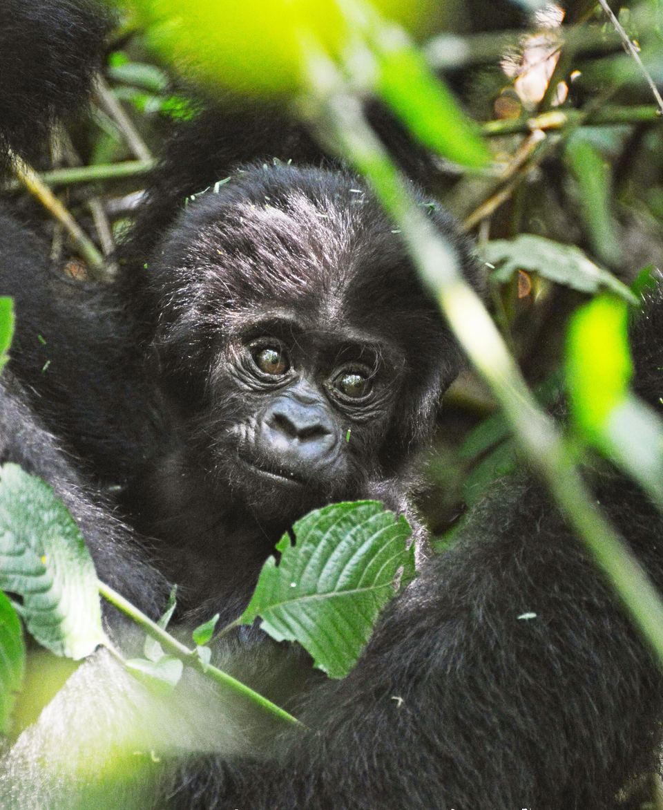 Bwindi Impenetrable National Park