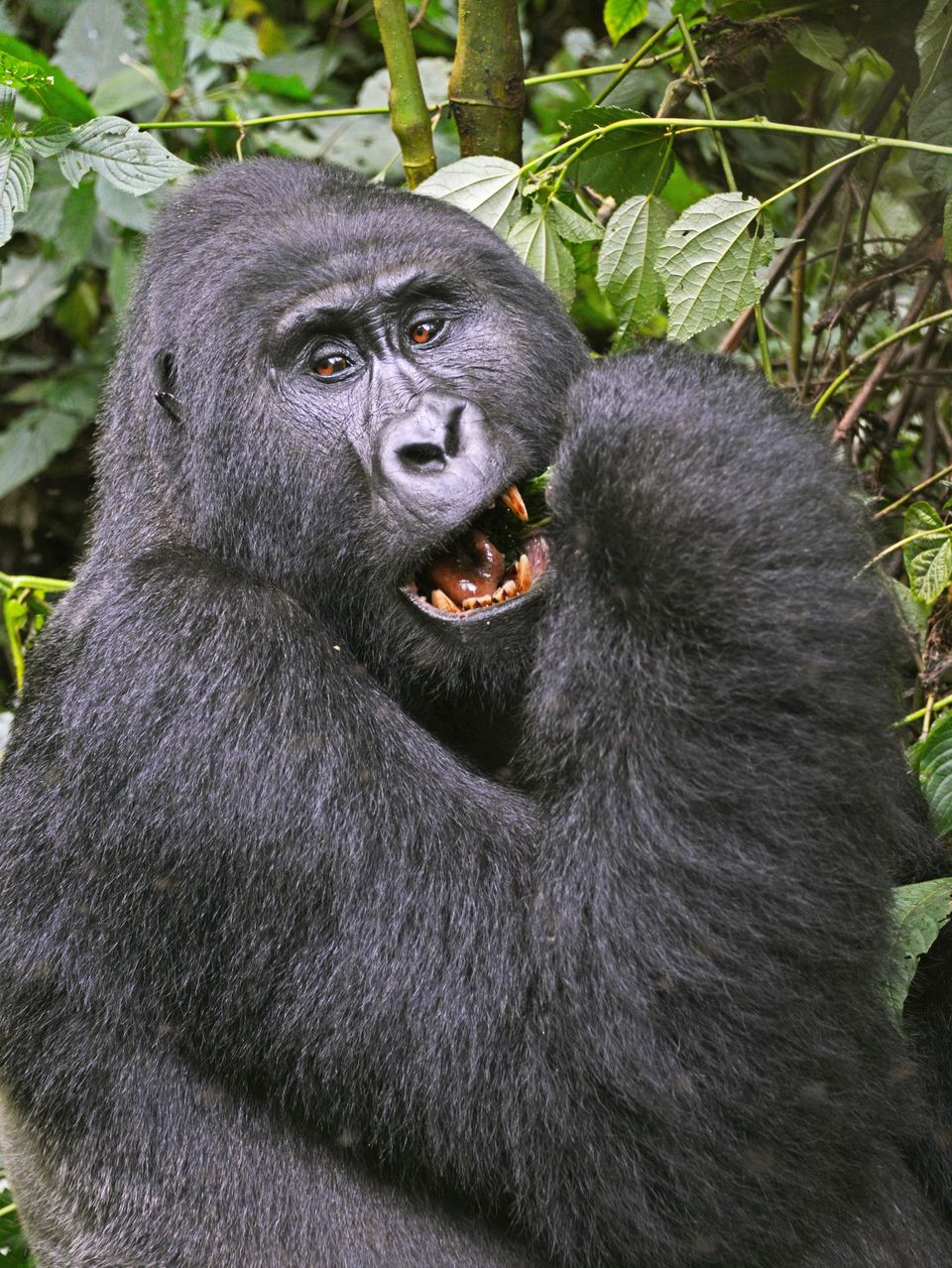 Bwindi Impenetrable National Park
