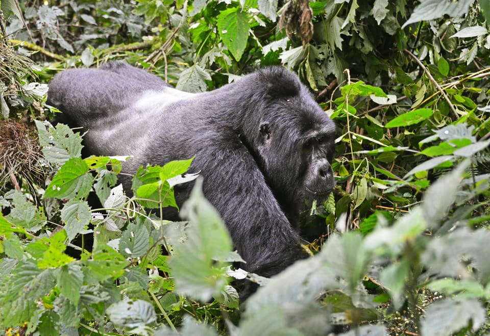 Bwindi Impenetrable National Park